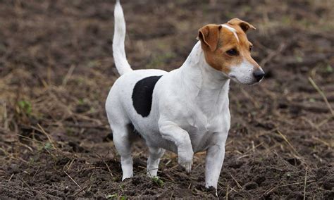 jack russell terrier tamaño.